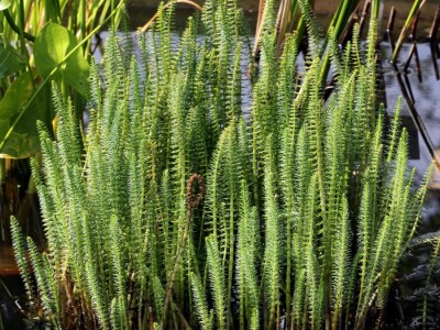 Obični borak Obični borak