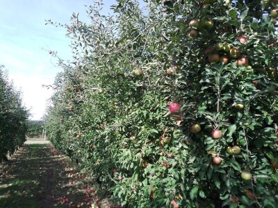 Hittnerov lovac mraza spasio voćnjak Matka Zelića
