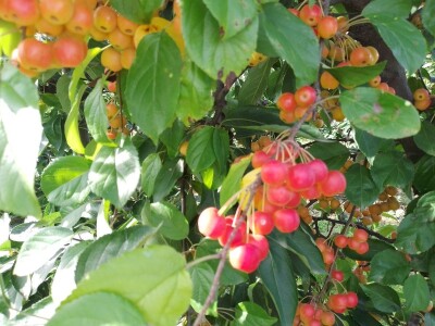 Hittnerov lovac mraza spasio voćnjak Matka Zelića