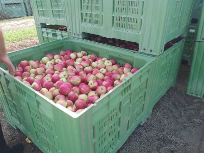Hittnerov lovac mraza spasio voćnjak Matka Zelića