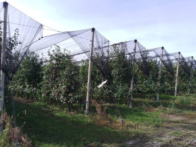 Hittnerov lovac mraza spasio voćnjak Matka Zelića