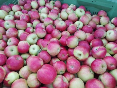 Hittnerov lovac mraza spasio voćnjak Matka Zelića