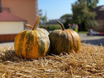Hladno prešana ulja Brigita Hergan