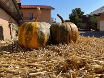 Hladno prešana ulja Brigita Hergan