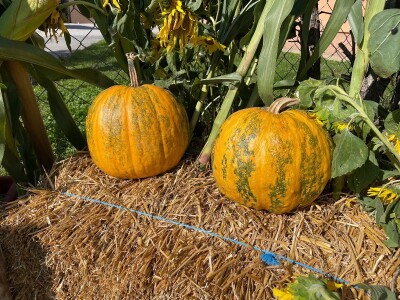 Hladno prešana ulja Brigita Hergan