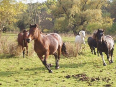 Hladnjokrvnjaci u trku