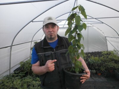 Hlovenija dulcis - budućnost medonosnog bilja Hlovenija dulcis - budućnost medonosnog bilja