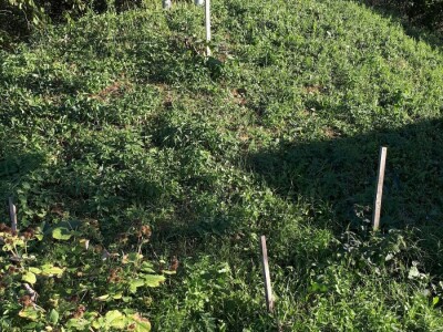 Hobbitova kućica usred slavonske ravnice mjesecima održava namirnice svježima