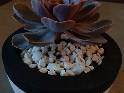 Hobi koji je spojio kereativnost i ljubav prema cvijeću