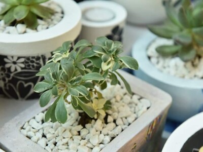 Hobi koji je spojio kereativnost i ljubav prema cvijeću