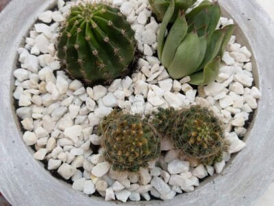 Hobi koji je spojio kereativnost i ljubav prema cvijeću