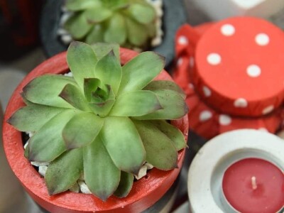 Hobi koji je spojio kereativnost i ljubav prema cvijeću