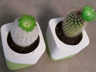 Hobi koji je spojio kereativnost i ljubav prema cvijeću