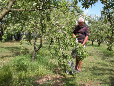 Hoće li neke bajamove grane izdržati urod do početka ovogodišnje berbe?