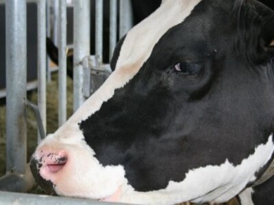 Holstein-friesian mliječni tip goveda