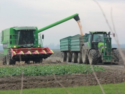 Berba kukuruza je sve bliže Berba kukuruza je sve bliže