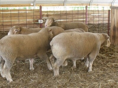 Horvatovi u Klokočevcima