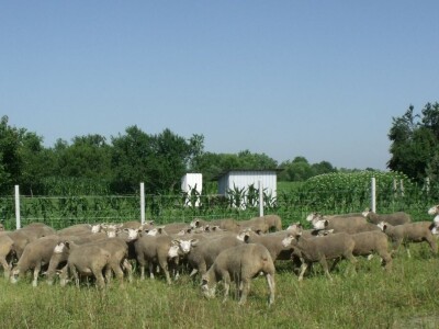 Horvatovi u Klokočevcima