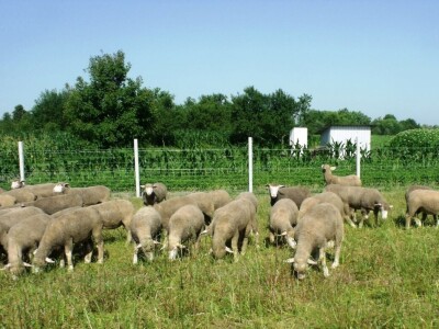 Horvatovi u Klokočevcima