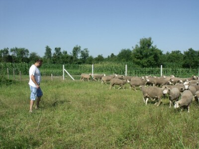Horvatovi u Klokočevcima