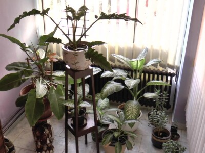 Hotel za drveće i cveće u Drljanu