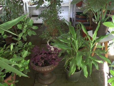 Hotel za drveće i cveće u Drljanu