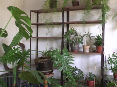 Hotel za drveće i cveće u Drljanu