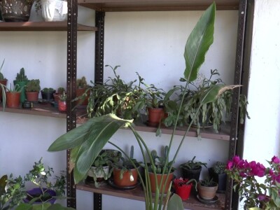 Hotel za drveće i cveće u Drljanu