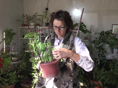 Hotel za drveće i cveće u Drljanu