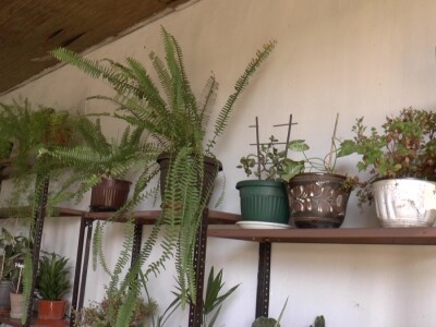 Hotel za drveće i cveće u Drljanu