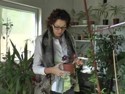 Hotel za drveće i cveće u Drljanu