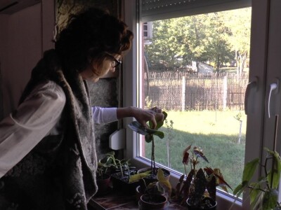 Hotel za drveće i cveće u Drljanu