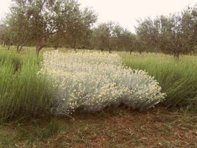 Mediteransko bilje privlači korisne kukce Mediteransko bilje privlači korisne kukce