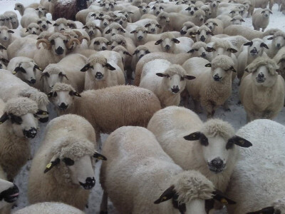 Drže 250 grla sjenicke ovce