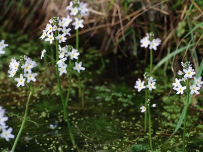 Močvarna rebratica Močvarna rebratica