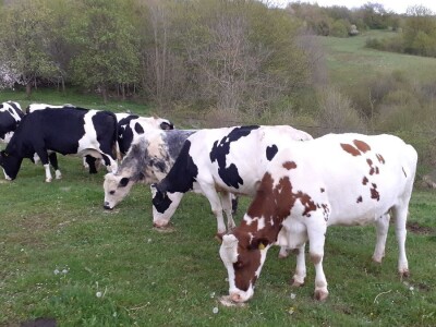 HPK - Akcijski plan mljekarstva HPK - Akcijski plan mljekarstva