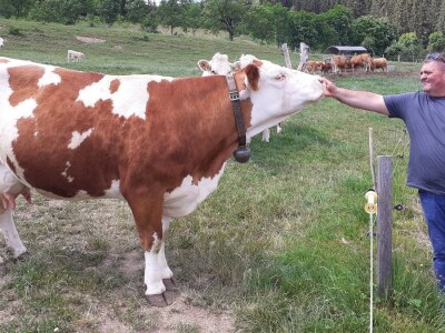 HPK - Akcijski plan mljekarstva HPK - Akcijski plan mljekarstva