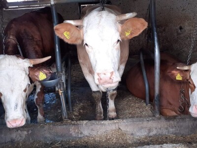 HPK - Akcijski plan mljekarstva HPK - Akcijski plan mljekarstva