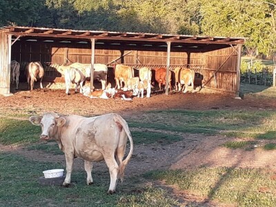 HPK - kriza stočarstva HPK - kriza stočarstva