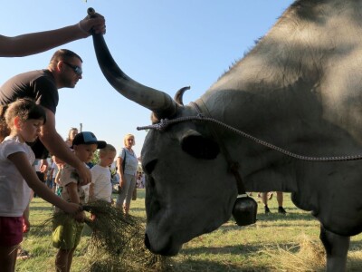 Smotra istarskih volova