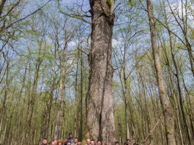 Hrvatsko šumarsko društvo