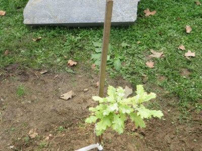 Hrvatsko šumarsko društvo