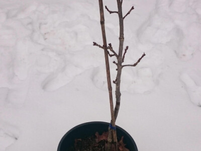 Klonirana sadnica hrasta lužnjaka