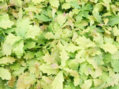 Hrast lužnjak sa bijelim tartufima