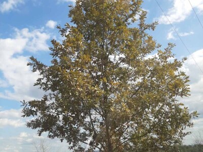 Hrastova mrežasta stenica