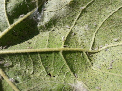 Hrastova mrežasta stenica