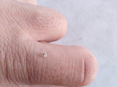 Hrastova mrežasta stjenica Hrastova mrežasta stjenica