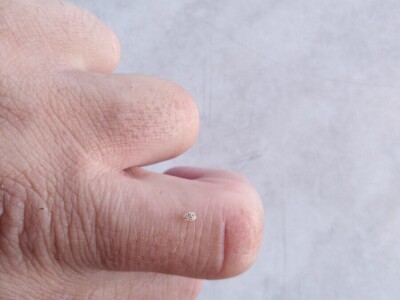 Hrastova mrežasta stjenica Hrastova mrežasta stjenica