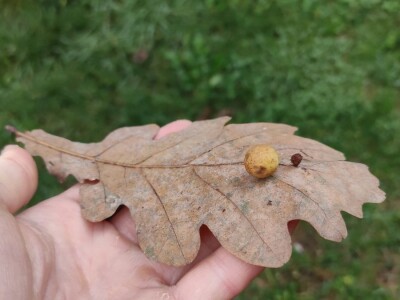 Hrastova osa šiškarica Hrastova osa šiškarica