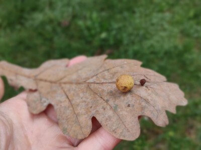 Hrastova osa šiškarica Hrastova osa šiškarica